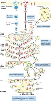 La via secretoria della sintesi e smistamento delle proteine http://www.ncbi.nlm.nih.gov/books/nbk21471/figure/a4740/?