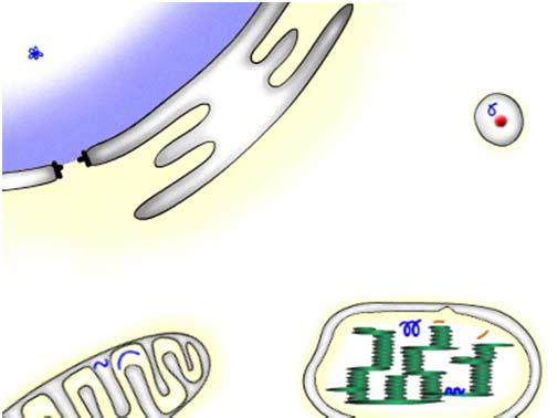 Molte proteine solubili sono costantemente secrete dalla cellula mediante la via secretoria costitutiva (chiamata anche la via "default, ossia quella che avviene a