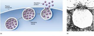 com/legacy/college/tortora/0470 565101/hearthis_ill/pap13e_ch04_illustr_audio_mp3_am /simulations/figures/connective_tissue.jpg http://www.ncbi.nlm.nih.