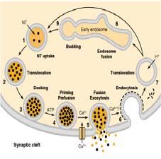Le vescicole sinaptiche piene sono traslocate verso la zona attiva, il bottone sinaptico dell assone (lungo rotaie costituite principalmente da microtubuli). 4.