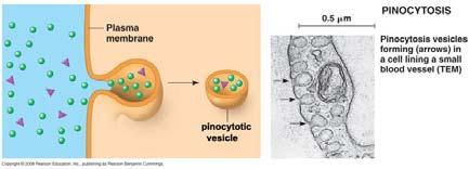Endocitosi PINOCITOSI Endocitosi & Esocitosi ENDOCITOSI PINOCITOSI Mediante la pinocitosi, la cellula introduce materiale liquido; minuscole gocce di liquido