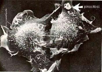 jpg Endocitosi FAGOCITOSI Nella fagocitosi le cellule ingeriscono grandi particelle solide, come batteri o cibo.