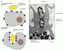 FAGOCITOSI (6) E notevole che i macrofagi in grado di fagocitare una varietà di particelle inanimate come vetro, granuli di latex o fibre di amianto non fagocitano cellule animali vive.