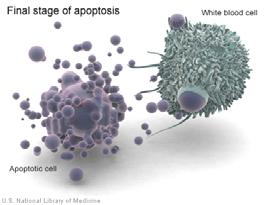 La coda di una molecola di anticorpo é chiamata regione Fc perchè, quando gli anticorpi sono scissi con l enzima proteolitico papaina, i frammenti che contengono la regione della coda cristalizzano