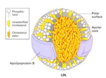 Le cellule catturano i lipidi dal sangue sotto forma di grandi complessi lipoproteici (1) I lipidi assorbiti con la dieta nell intestino o immagazzinati nel tessuto adiposo possono essere distribuiti