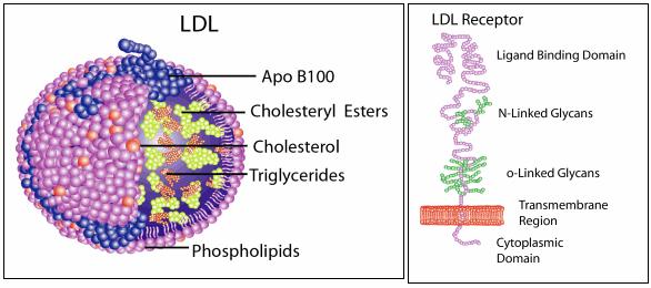 Destino di una particella di LDL e del suo recettore dopo l endocitosi http://www.sigmaaldrich.com/life-science/metabolomics/enzyme-explorer/learning-center/plasma-bloodprotein/lipoprotein-function.