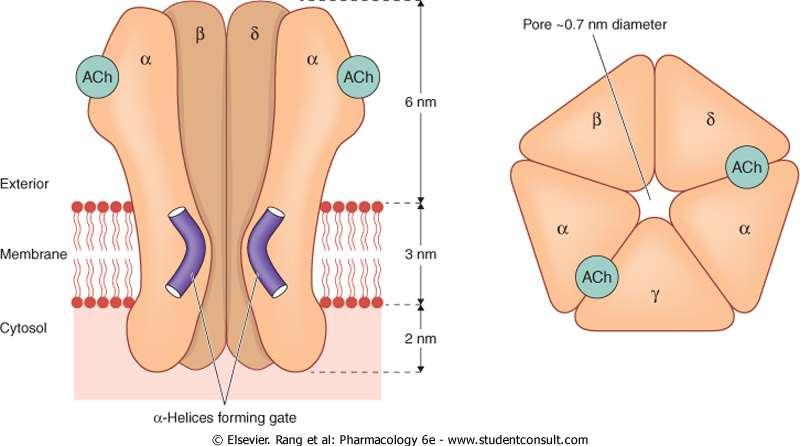 STRUTTURA