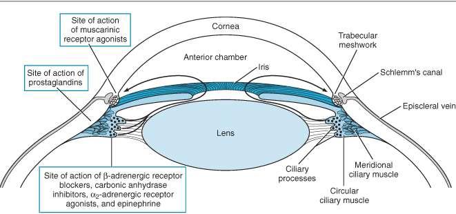 GLAUCOMA Aumento della pressione intraoculare lesione della papilla ottica ipovisione, pox cecità irreversibile. Tipi di glaucoma: primario, secondario e congenito.