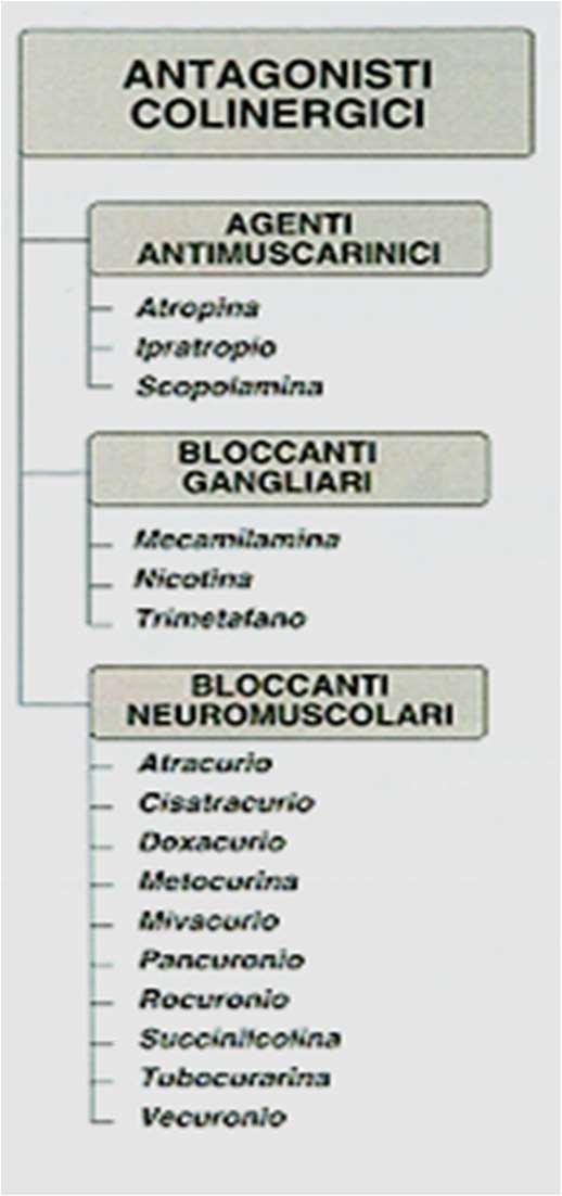 FARMACI ATTIVI SUI GANGLI AUTONOMI Stimolanti gangliari I più importanti sono la nicotina e la dimetilfenilpiperazina (DMPP).