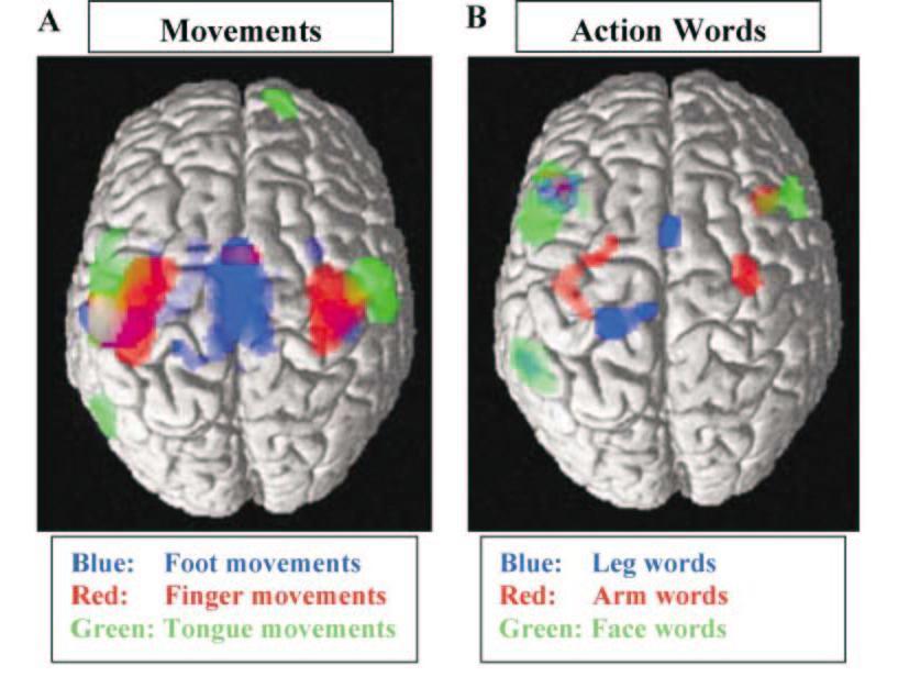 Simulazione e linguaggio: gli effettori fmri: i soggetti ascoltano delle parole riferite alle gambe, braccia, volto (es.