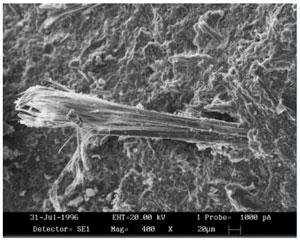 AMIANTO VIE DI PENETRAZIONE Le fibre possono essere inalate dall