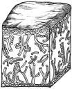 I licheni epifiti organismi