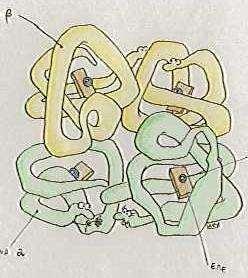 Emoglobina tetramero α2β2 (globina + eme [protoporfirina IX e Fe]) Circa 280 milioni di molecole di