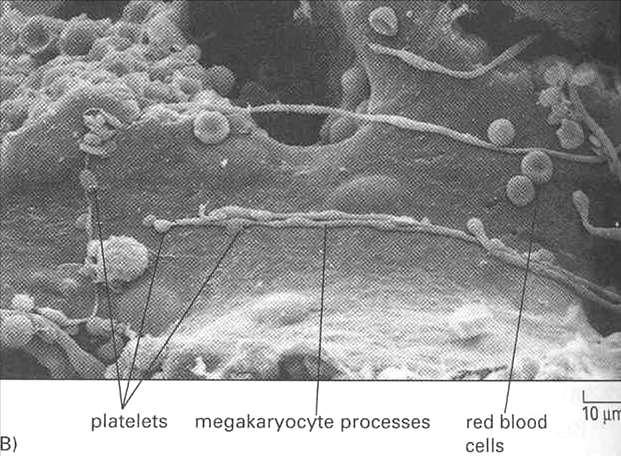 Emopoiesi