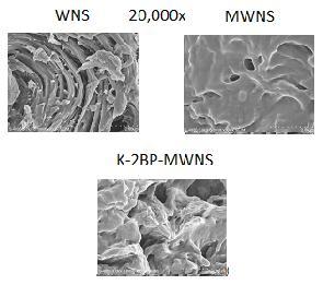 Analisi di immagine SEM: WNS: struttura ad elevata microporosità; MWNS: superfici lisce; K-2BP-MWNS: struttura robusta.
