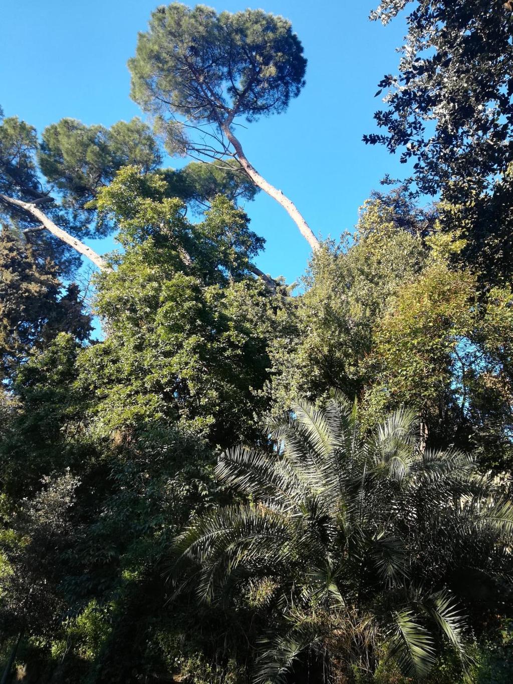 Il POLMONE VERDE DI SESTRI PONENTE Il parco di Villa Rossi Martini misura 40.425 m2 rappresenta il polmone verde del quartiere di Sestri Ponente.