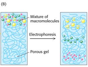 1 Elettroforesi: Separazione di molecole cariche mediante applicazione di un campo elettrico Catodo - 1 2 3 Anodo + 2 3 Utilizzo di un supporto poroso (gel)