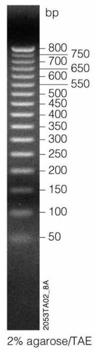 inserito un marcatore di peso molecolare (Marker) Per DNA DNA fagici o plasmidi