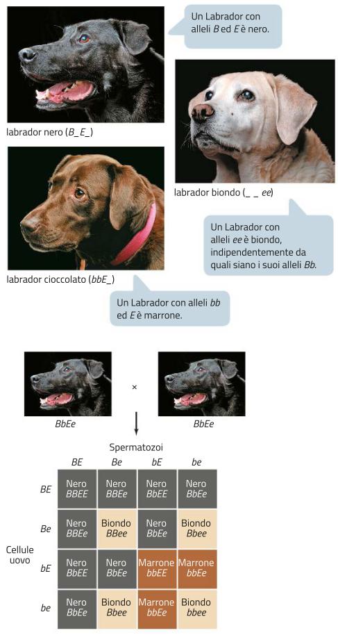 I geni interagiscono tra loro Alcuni caratteri sono determinati da più geni (caratteri poligenetici).