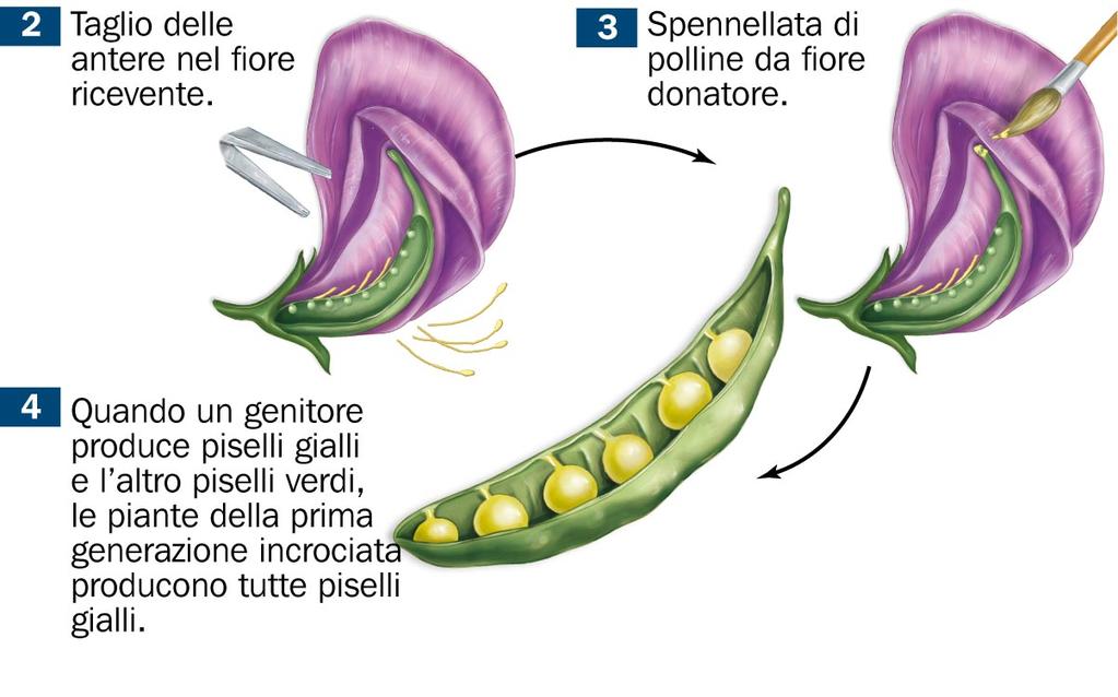 delle varietà che per autofecondazione producevano sempre figli simili alle