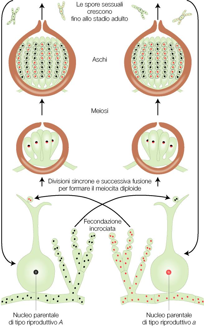 Dal gene al fenotipo Esperimento di Beadle e Tatum Neurospora crassa: - fungo - aplobionte - Cresce su terreno minimo (acqua, sali minerali e una fonte di carbonio) prototrofico - Si possono produrre