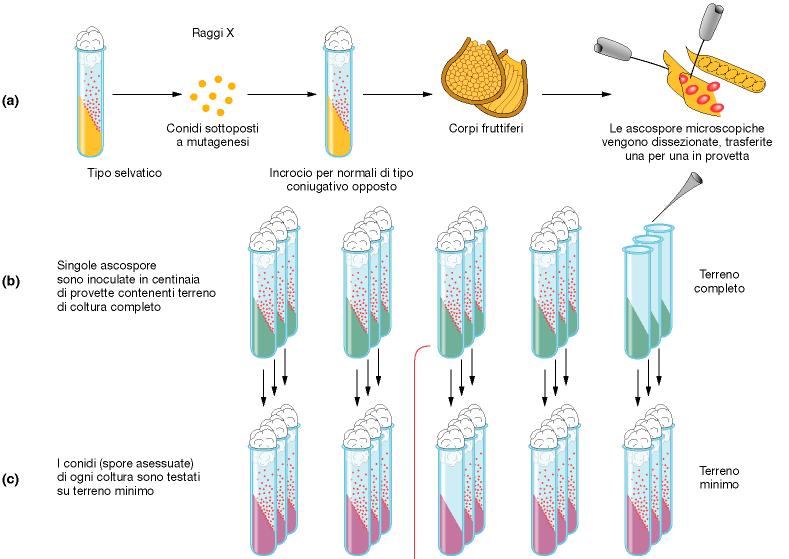 Dal gene al fenotipo * da Griffiths et al.