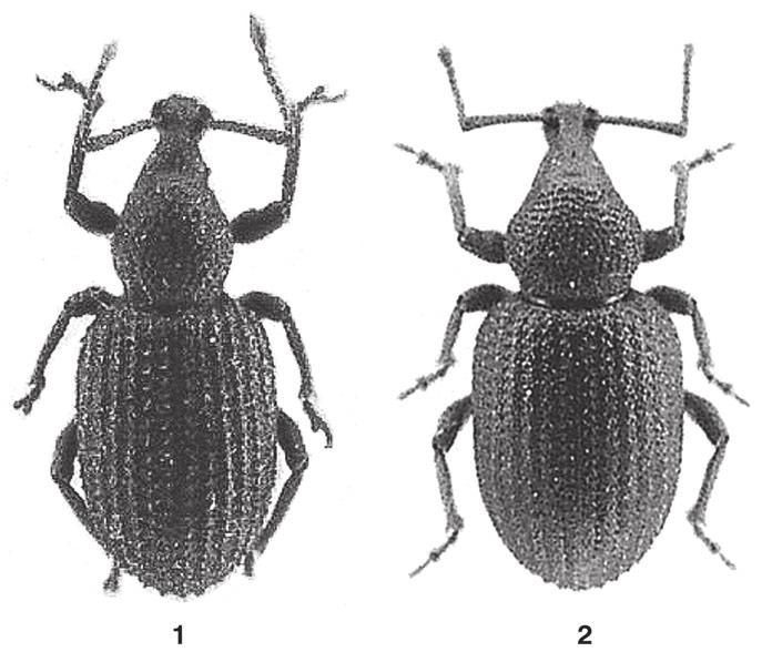 76 Atti Acc. Rov. Agiati, a. 258, 2008, ser. VIII, vol. VIII, B Fig. 1. Habitus: 1 O. cirtensis n. sp. holotypus; 2 O. jendoubensis n. sp. holotypus. Non è possibile confondere la nuova specie con O.