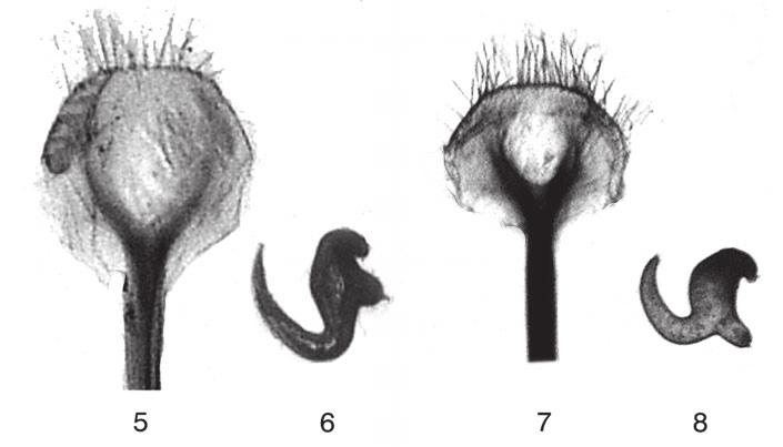 L. MAGNANO: LXI contributo alla conoscenza dei Curculionidi... 79 Fig. 2.