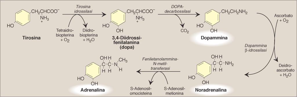 Molti ormoni, neurotrasmettitori e mediatori