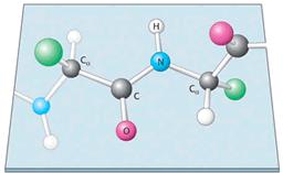 Peptide bond Double bond character of the peptide bond The peptide bond is planar Peptide Polypeptide Protein ~ 2-10 amino acids ~ 10-50