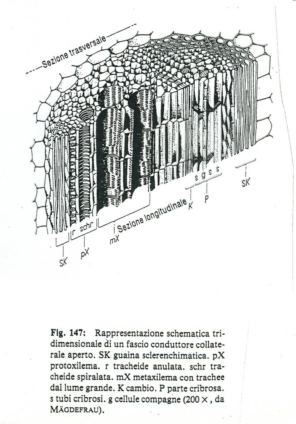 Incrostazione della lignina Caratteristica del legno è quella di avere cellule con pareti lignificate.