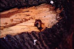 3 e 4), a maturità può raggiungere i 45 55 mm di lunghezza. Fig. 3 Larva di 1 età Fig.