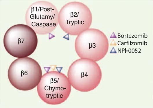 Carfilzomib (PR-171) Inibitore Selettivo del sito chemotryptic del proteasome Inibitore irreversible aumenta