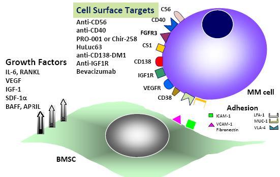 Daratumumab normali Anticorpo monoclonale IgG1k completamente umano Target: - CD38 è iperespressa
