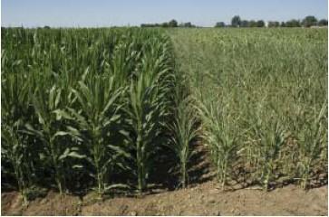 AQUAmax: drought-tolerant corn marketed by Pioneer