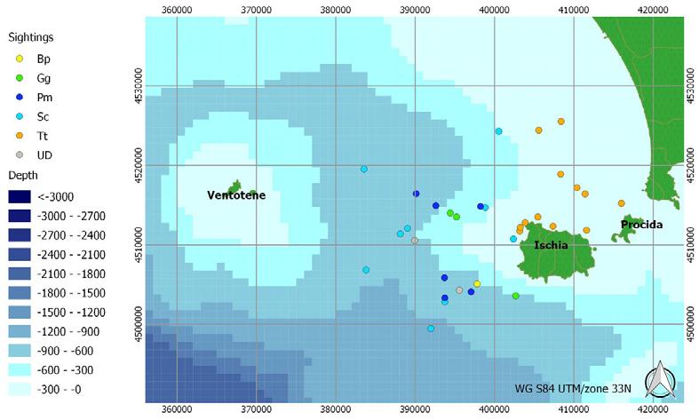 comune è stata tursiope (Tursiops truncatus), con 12 avvistamenti (37%); stenella striata (Stenella coeruleoalba) è stata presente con 9 avvistamenti (27%); i capodogli (Physeter macrocephalus) sono