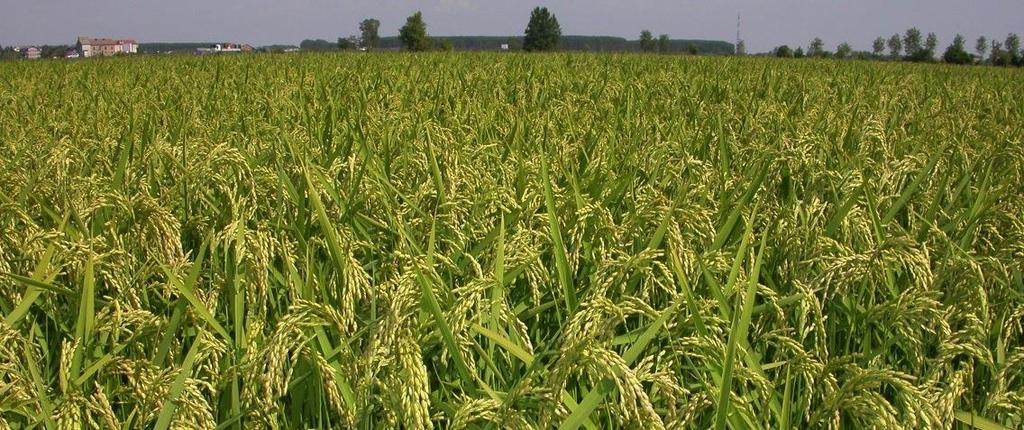 ENTE NAZIONALE RISI Attualità e prospettive nella gestione delle malerbe e nella produzione sementiera del riso Castello D Agogna (PV), 14