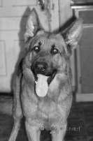 4 Foto di Blucher tranquillo Che ne dite di questo cane... sembra simpatico? Guardatelo come boccheggia... sembra un cane felice.
