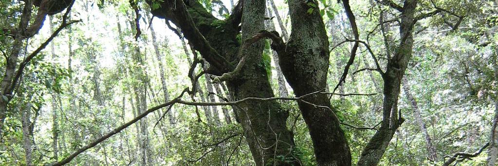 per lo sviluppo del territorio e dell ambiente