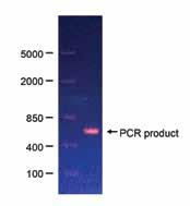 DNAPCR PCRPCRdNTP UltiMate 3 UltiMate WPS-3TBFC PCR 5 4,5 1.2E-Gel 5bDNAPac RP HPLC dsdnapcr 2 a 4 3 mau Absorbance (mau) 2 1 dntp impurities PCR product DNAPac RP 4 m 2.1 1 mm A.1 M TEAA ph 7. B.