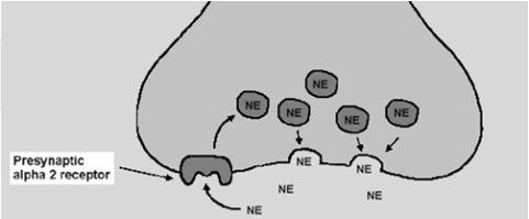 DISTRIBUZIONE E FUNZIONE DEI RECETTORI α 2 TERMINALI NERVOSI catecolaminergici gangli intramurali dello stomaco MUSCOLATURA LISCIA VASALE arteriole: coronarie, pelle e mucose, renali