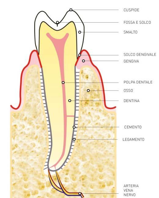 Sopra. L altezza della gengiva prima e dopo la terapia è quasi uguale, e la corona clinica è quasi uguale a quella anatomica ( parentesi blu),(vedi PDF2: Anatomia dei denti.