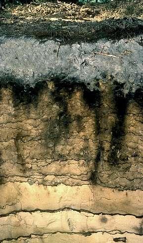 I fattori che controllano i processi biologici di trasformazione della SOM sono: la temperatura del suolo l umidità del terreno la disponibilità di O 2 il contenuto ed il tipo di argilla il contenuto