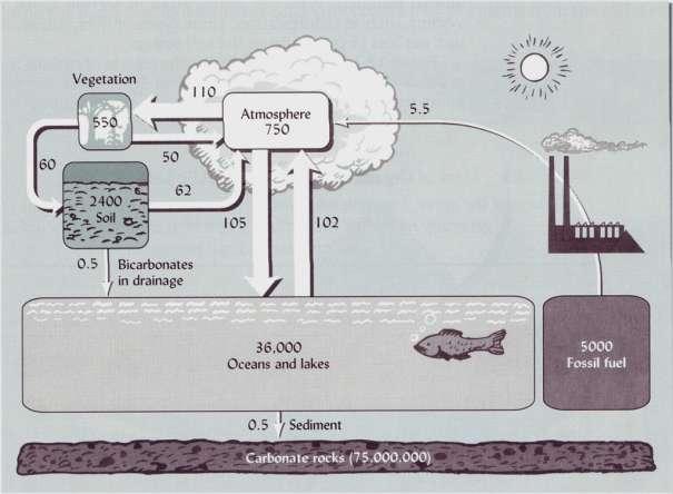Il ciclo globale del carbonio Flussi di carbonio tra i comparti dell ecosfera.