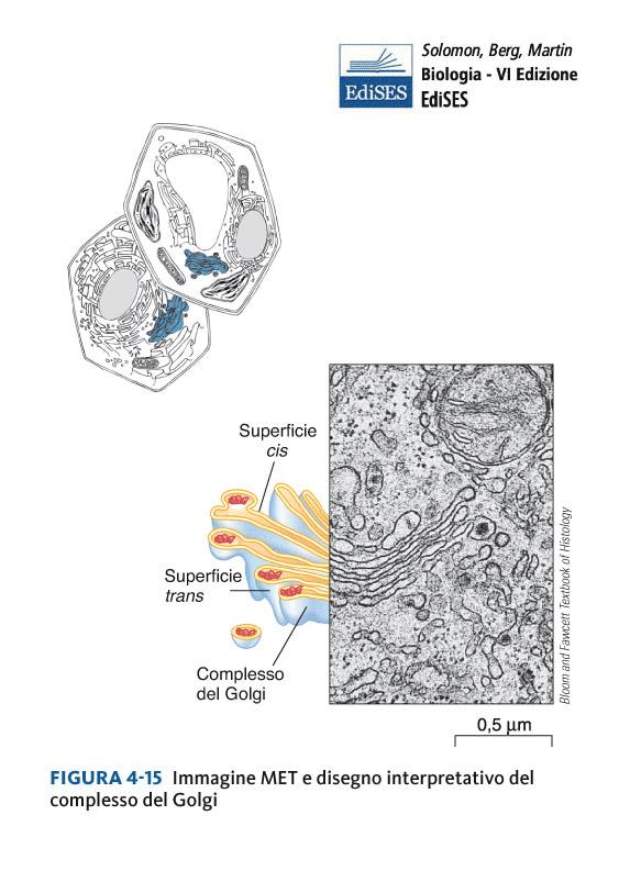 Il complesso del Golgi è costituito da una serie di sacche membranose appiattite, dette cisterne, che hanno la funzione di processare, smistare e modificare le proteine sintetizzate dal reticolo