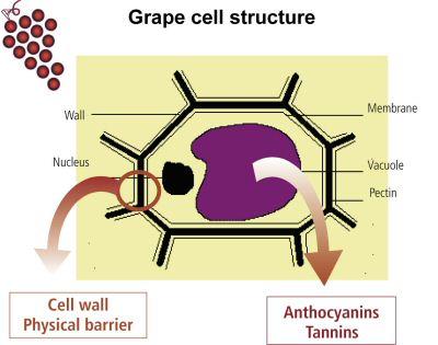 Cellula di uva membrana pectine