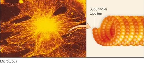 I microtubuli Sono cilindri cavi assemblati a partire da subunità della proteina tubulina.