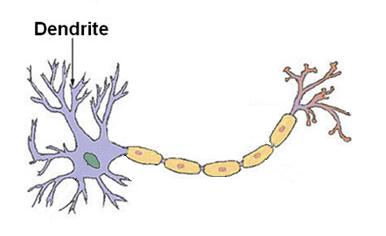 Cellule nervose: dotate di ramificazioni