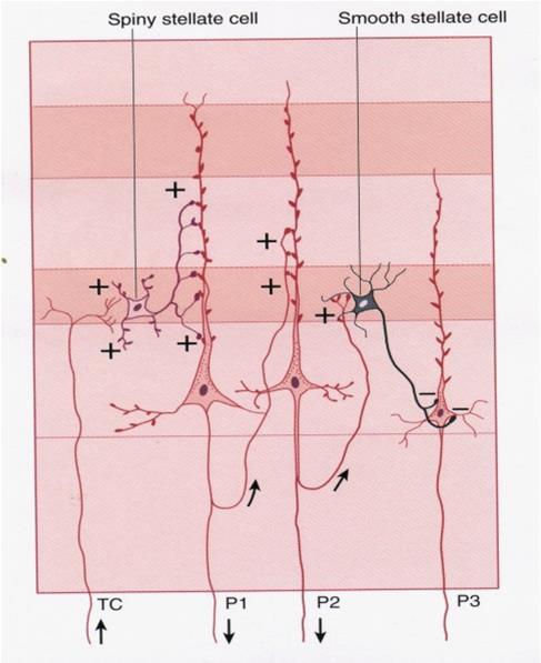 Cellule stellate