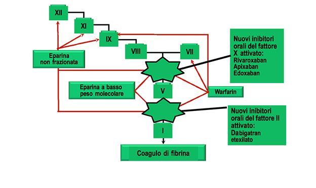 Meccanismo d azione